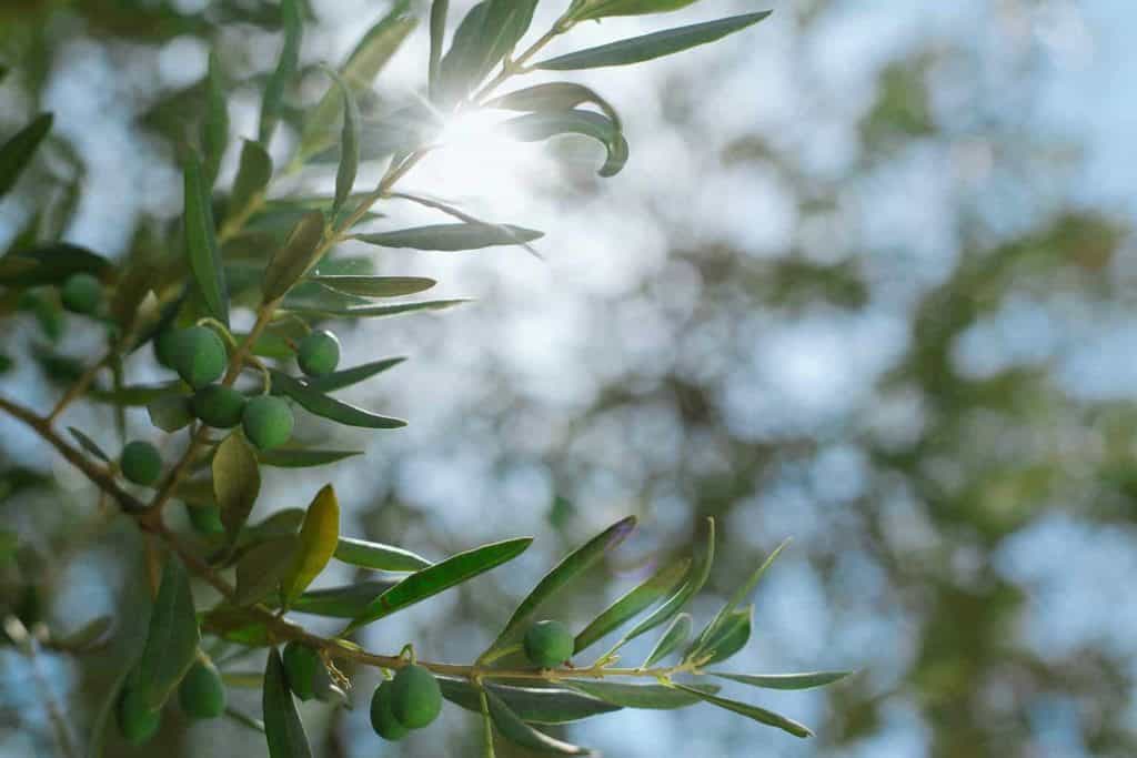 Olivovník - liečivé účinky