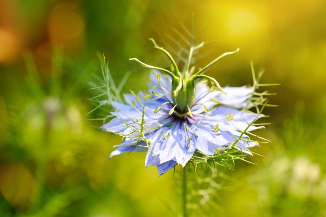 Rastlina Nigella sativa, čierna rasca, černucha siata, fialový kvet