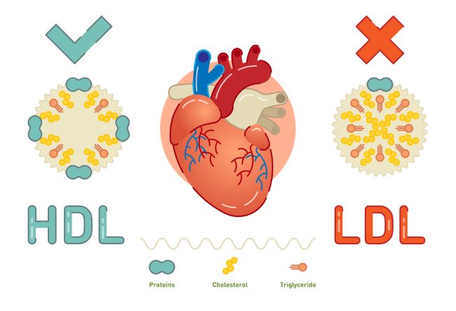 cholesterol HDL, cholesterol LDL, cholesterol a kardiovaskulárne zdravie, kardiovaskulárne ochorenia