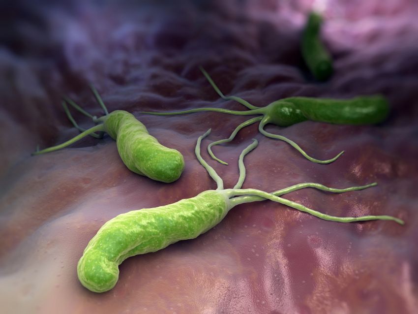 Detailný záber baktérie helikobater pylori v žalúdku. Masticha na žalúdok.
